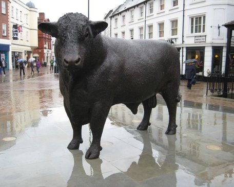 local cow.jpg