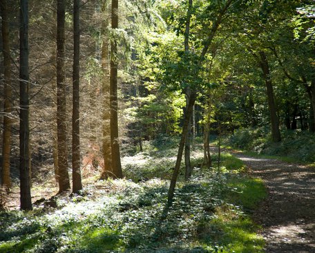 trimpley_woods.jpg